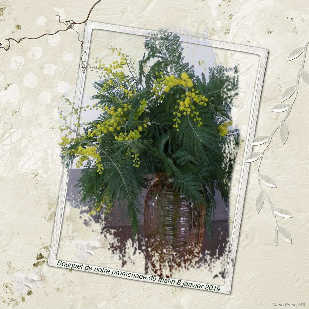 BOUQUET DE MIMOSA