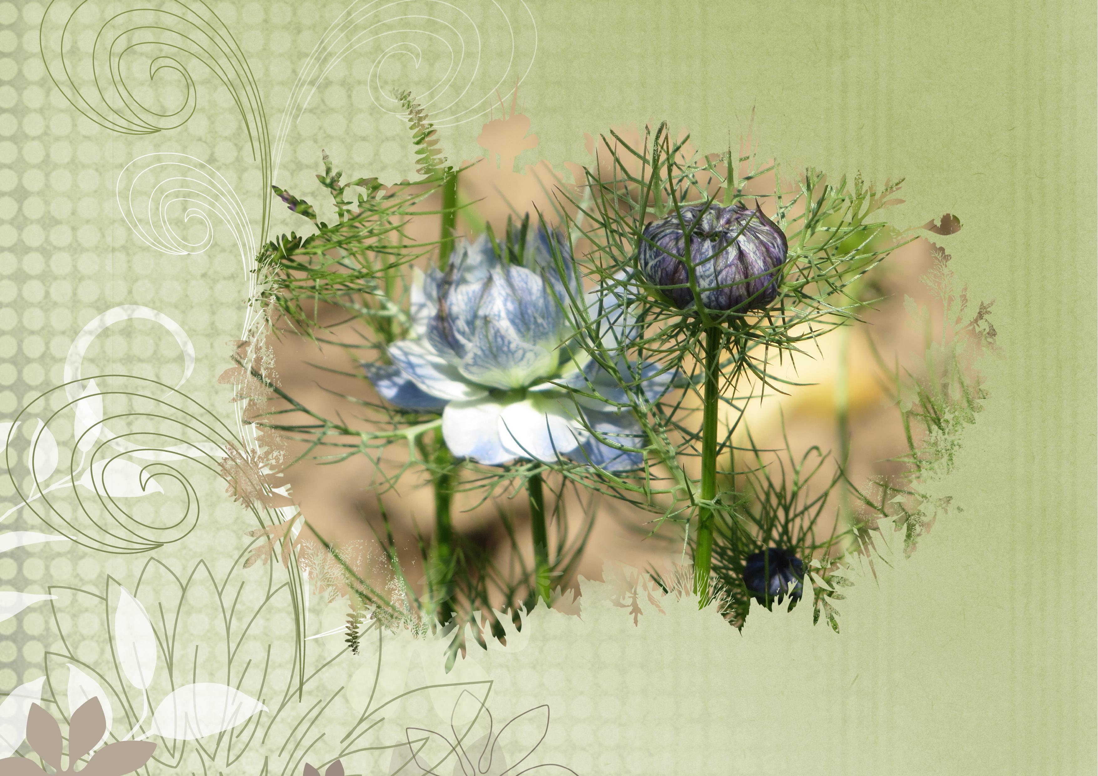 boutons de fleurs.jpg