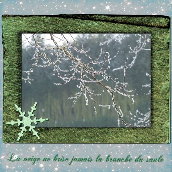 Branche enneigée 1