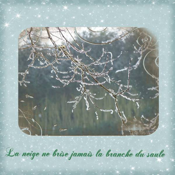 Branche enneigée 2
