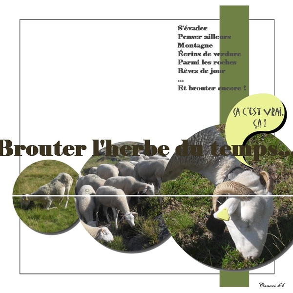 Brebis aux étangs de Neych, Pyrénées 2009