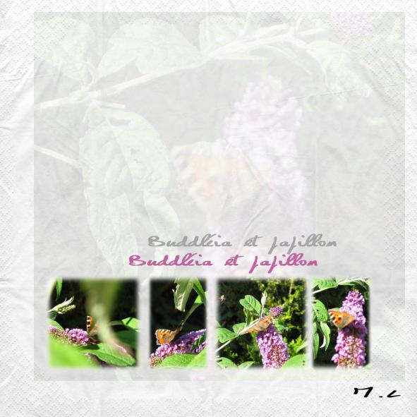 Buddléia et papillon