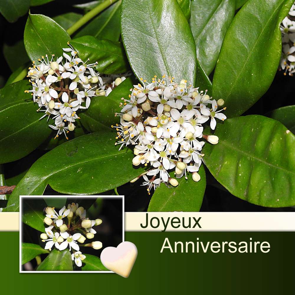 BURLOUX (CHRISTIANE) - JOYEUX ANNIVERSAIRE