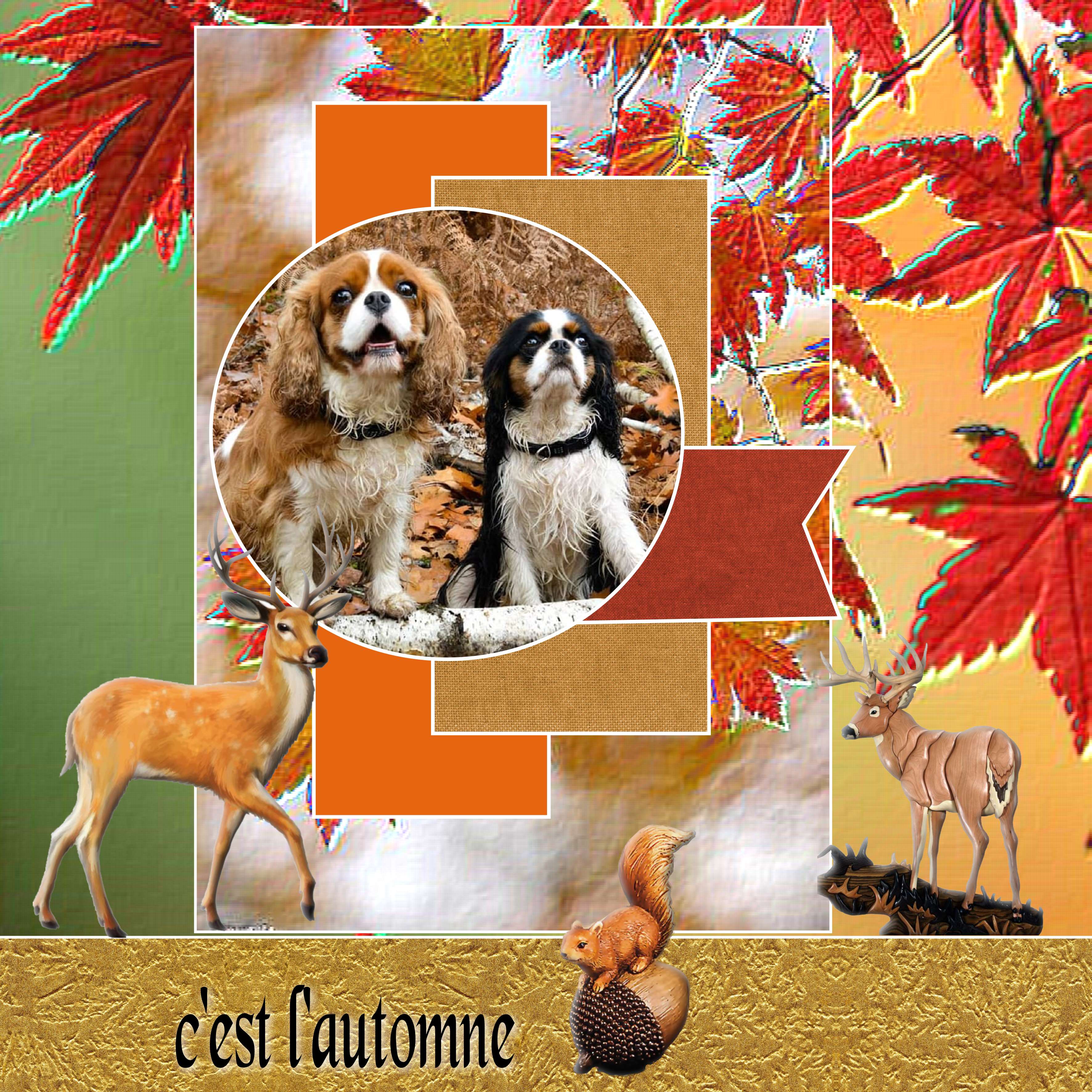 c est  l automne.jpg