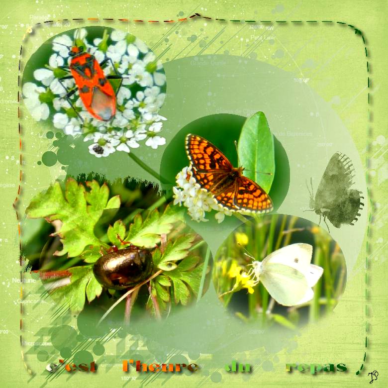 c est l' heure du repas.jpg