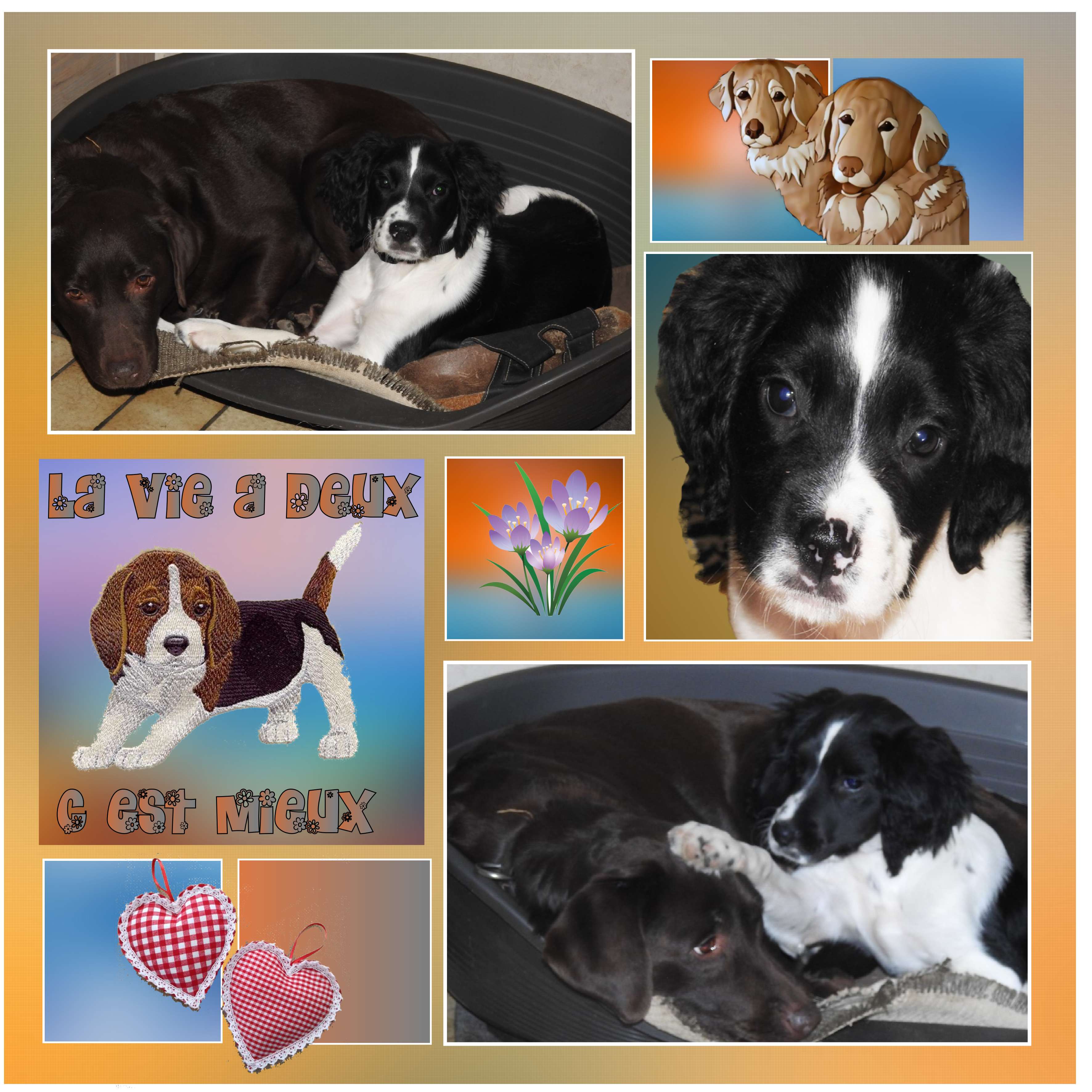 c est moi reinette.jpg