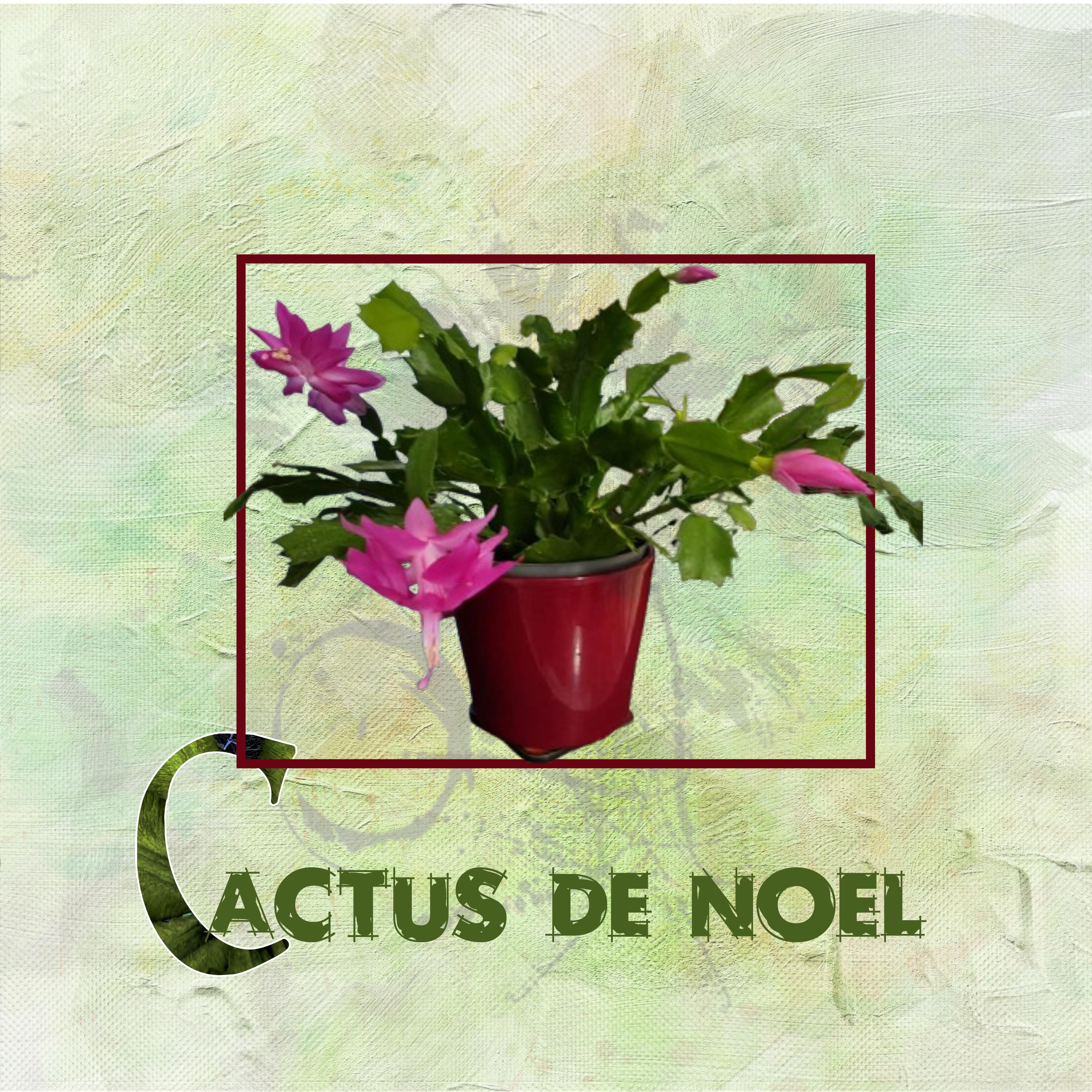 Cactus de Noël 7/11/2024 (page 2).jpg