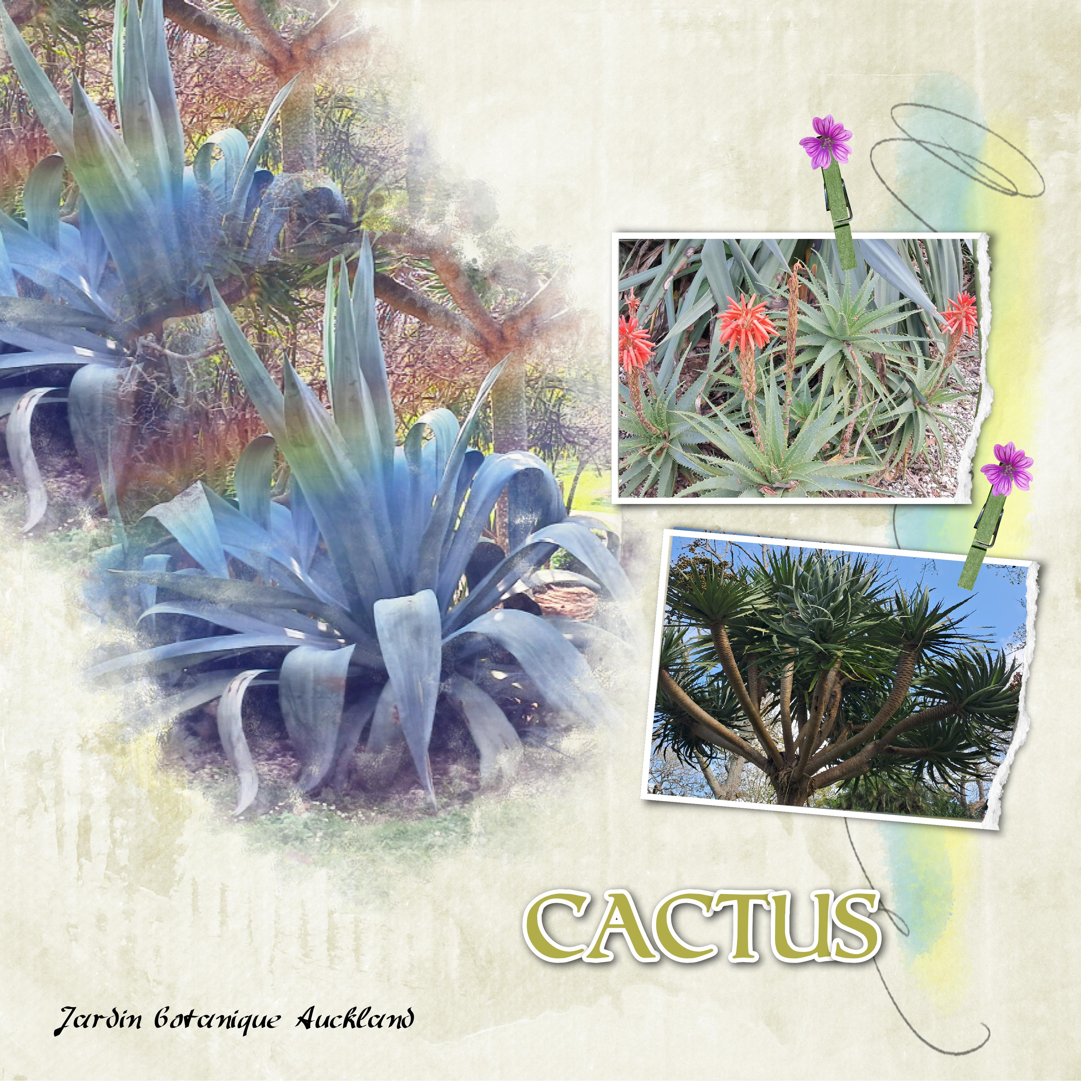 cactus.jpg