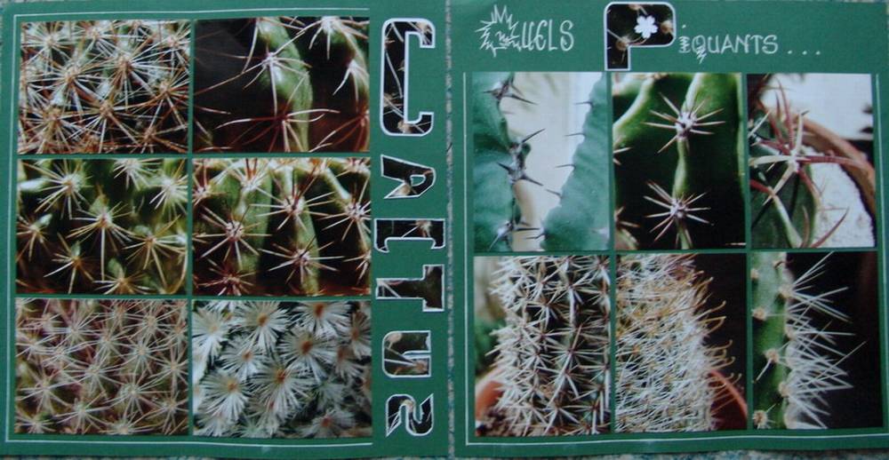 Cactus : Quels piquants