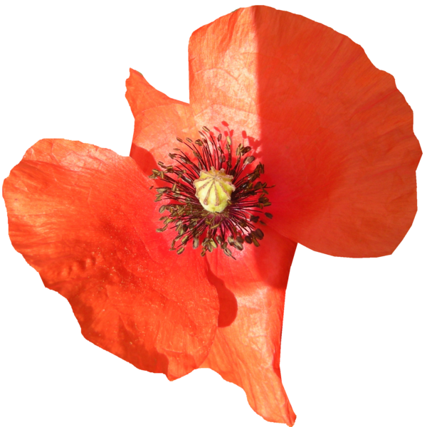 CADEAU  : coquelicot png détouré