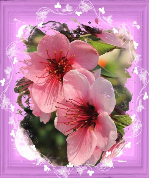 Cadreprintemps