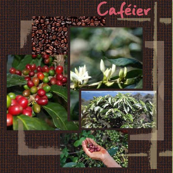 CAFEIER