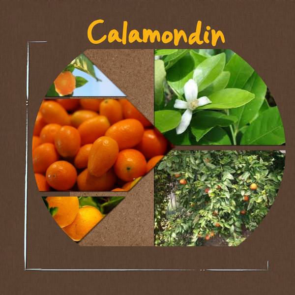 calamondin