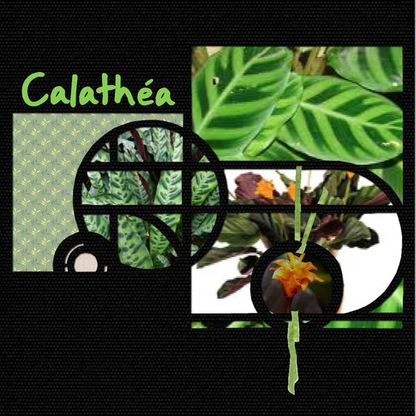 calathea