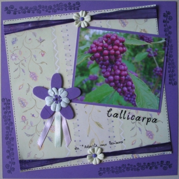 Callicarpa