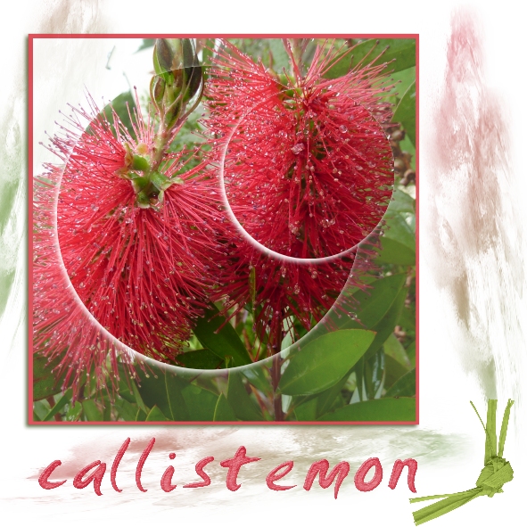 callistémon du jardin