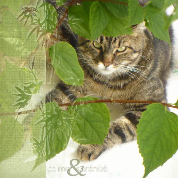 Calme et sérénité