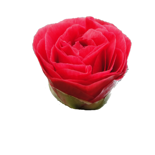 cam__lia_-_bouton_sans_branche