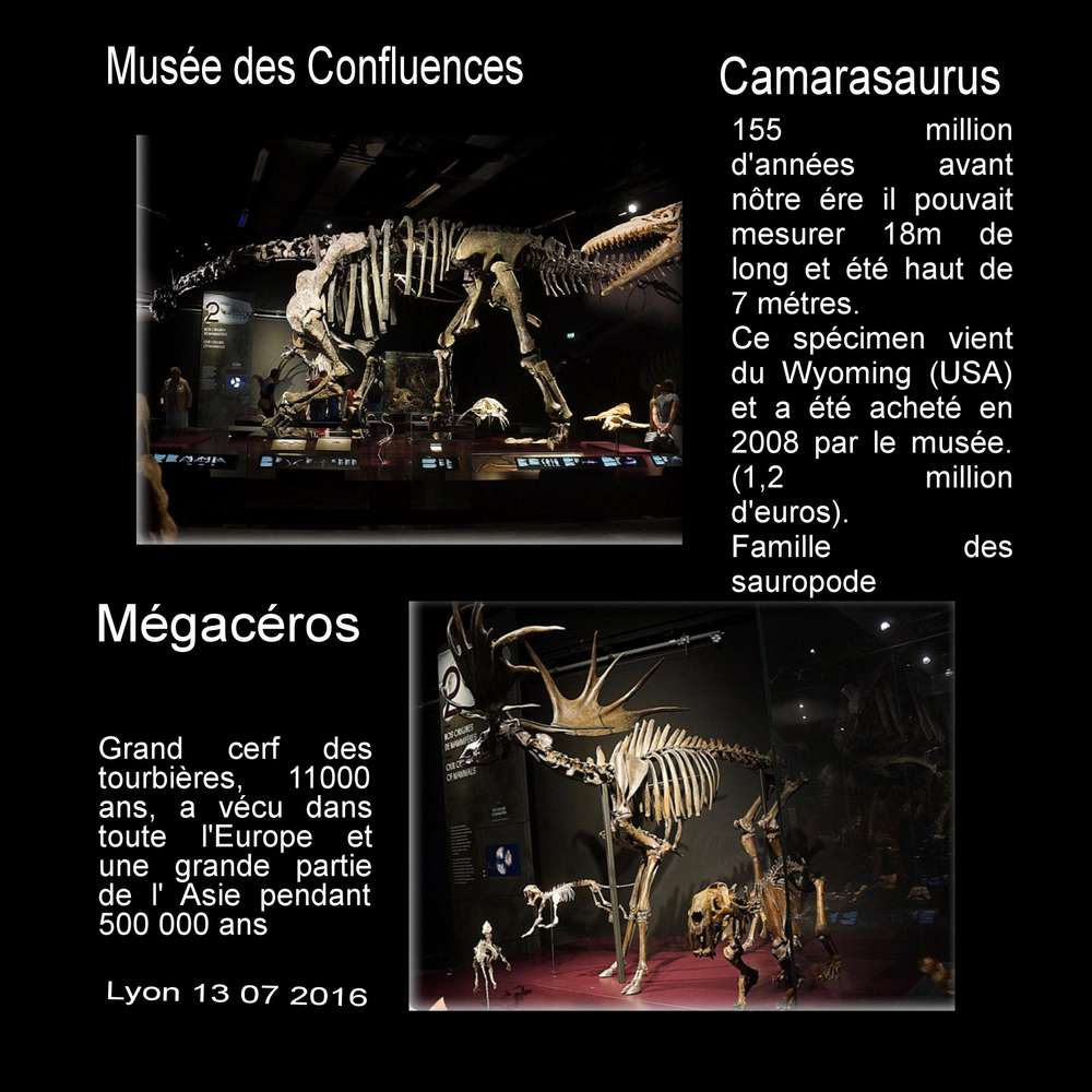 Camarasaurus