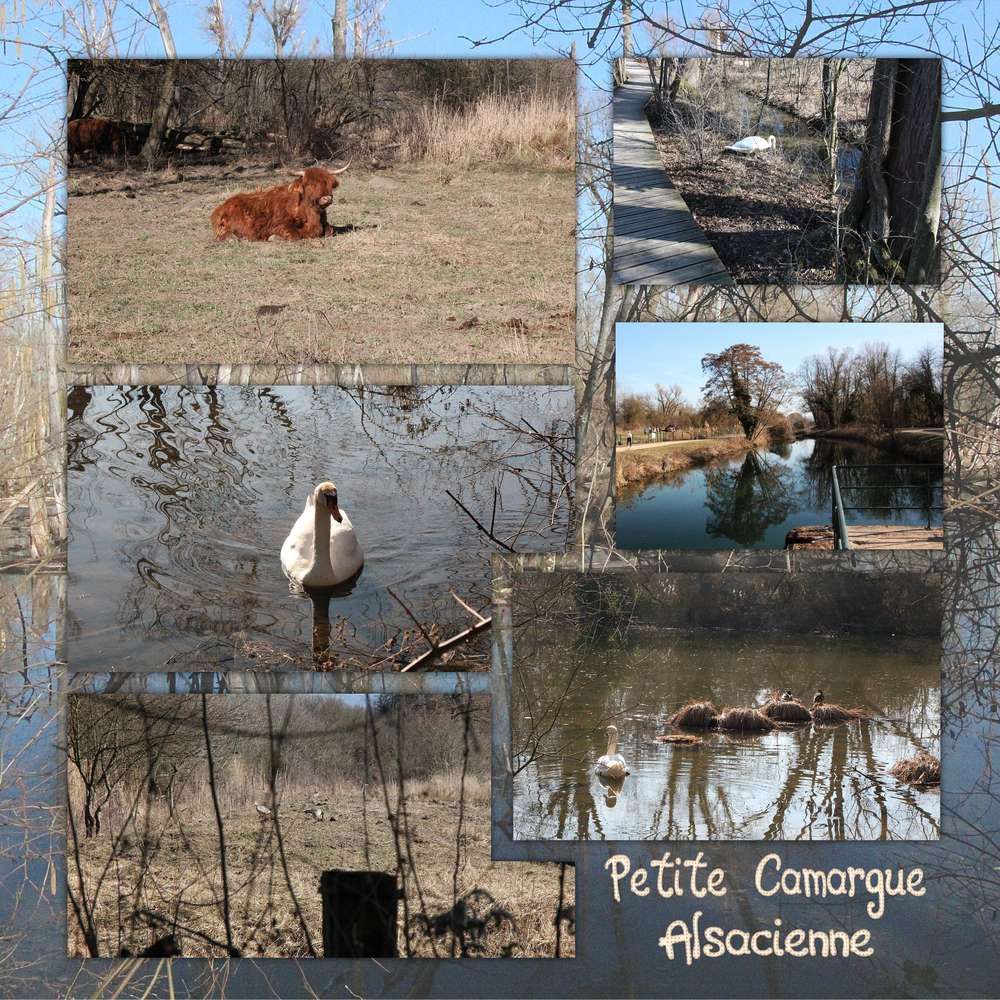 Camargue_Alsacienne