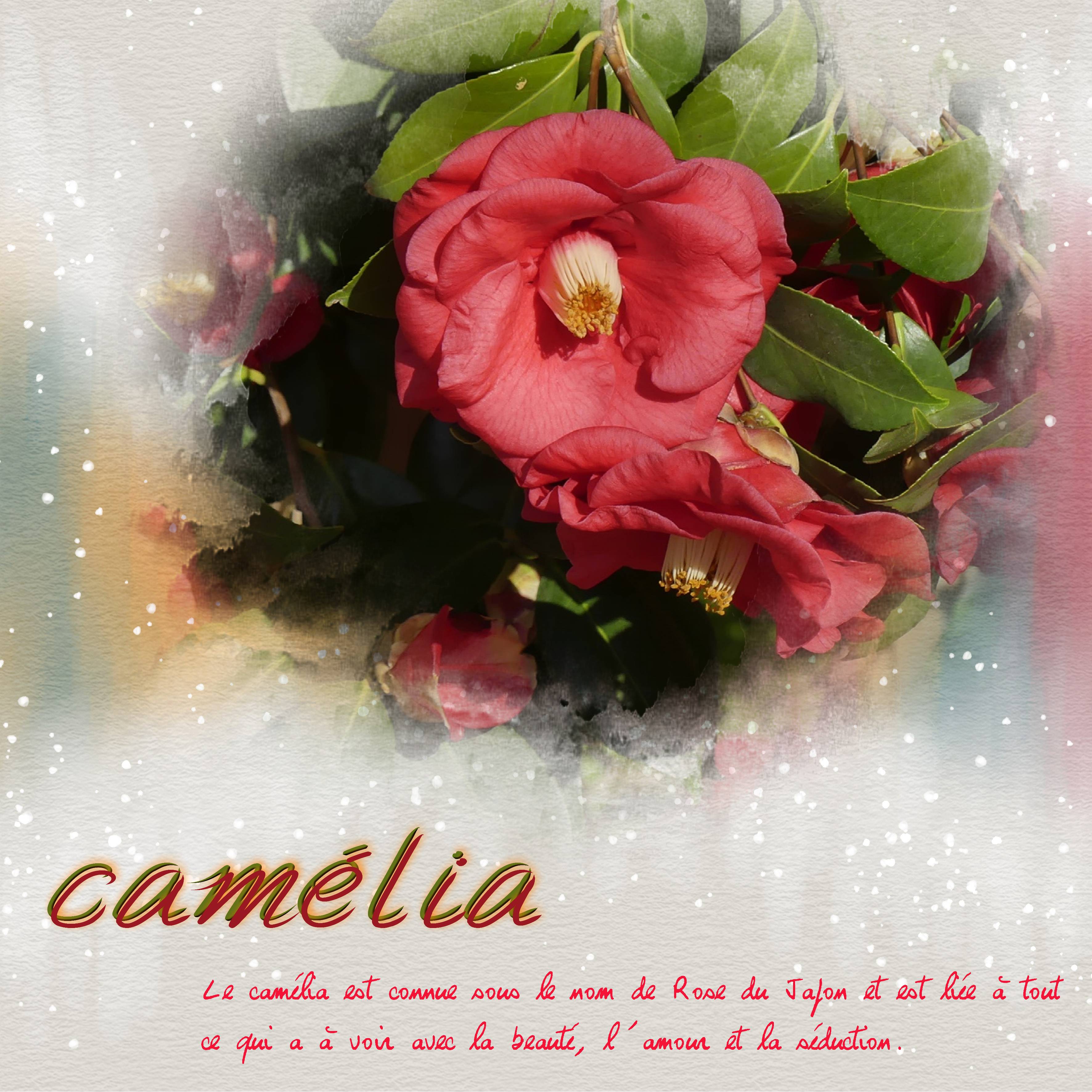 Camélia.jpg