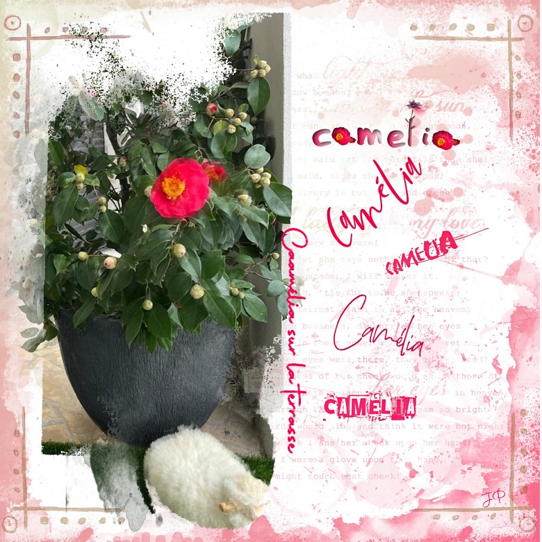 camelia sur la terrasse.jpg