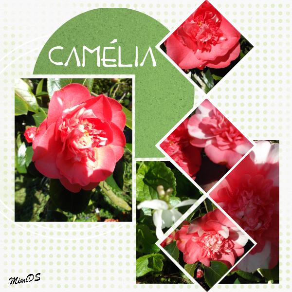Camélia