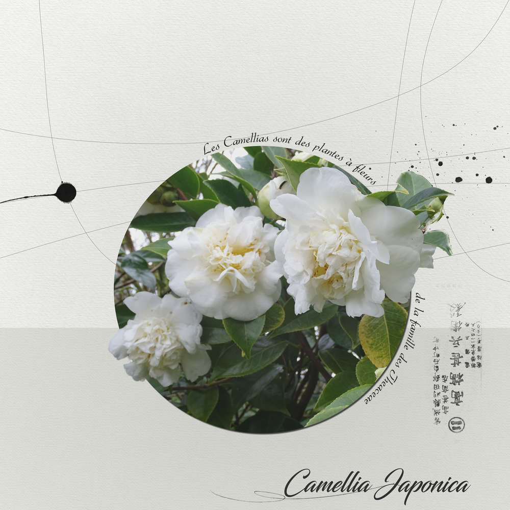 Camellia Japonica