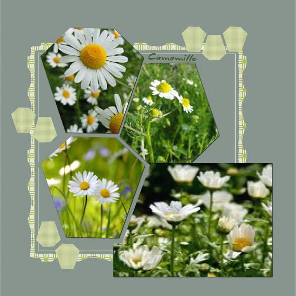camomille