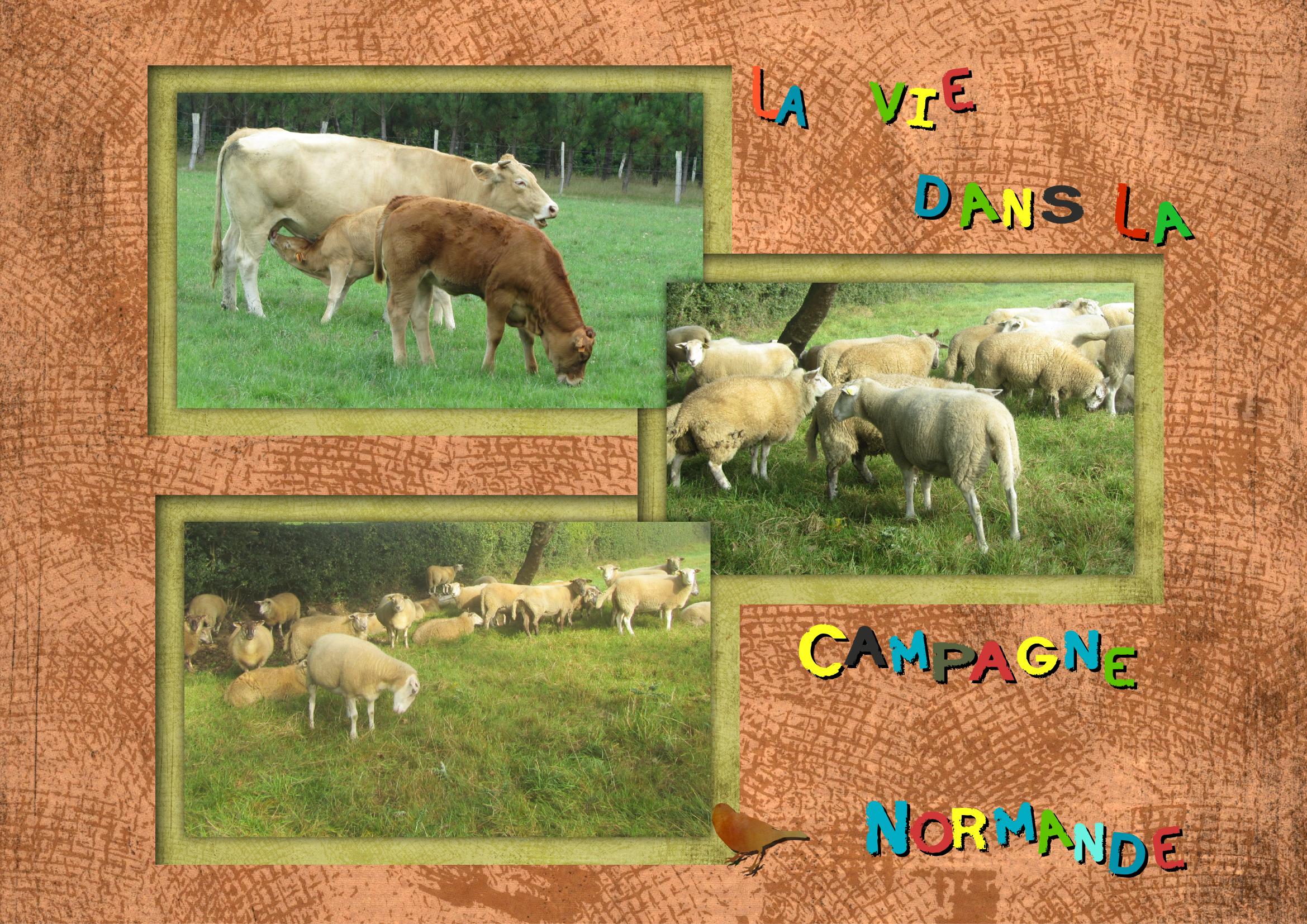 Campagne normande.jpg