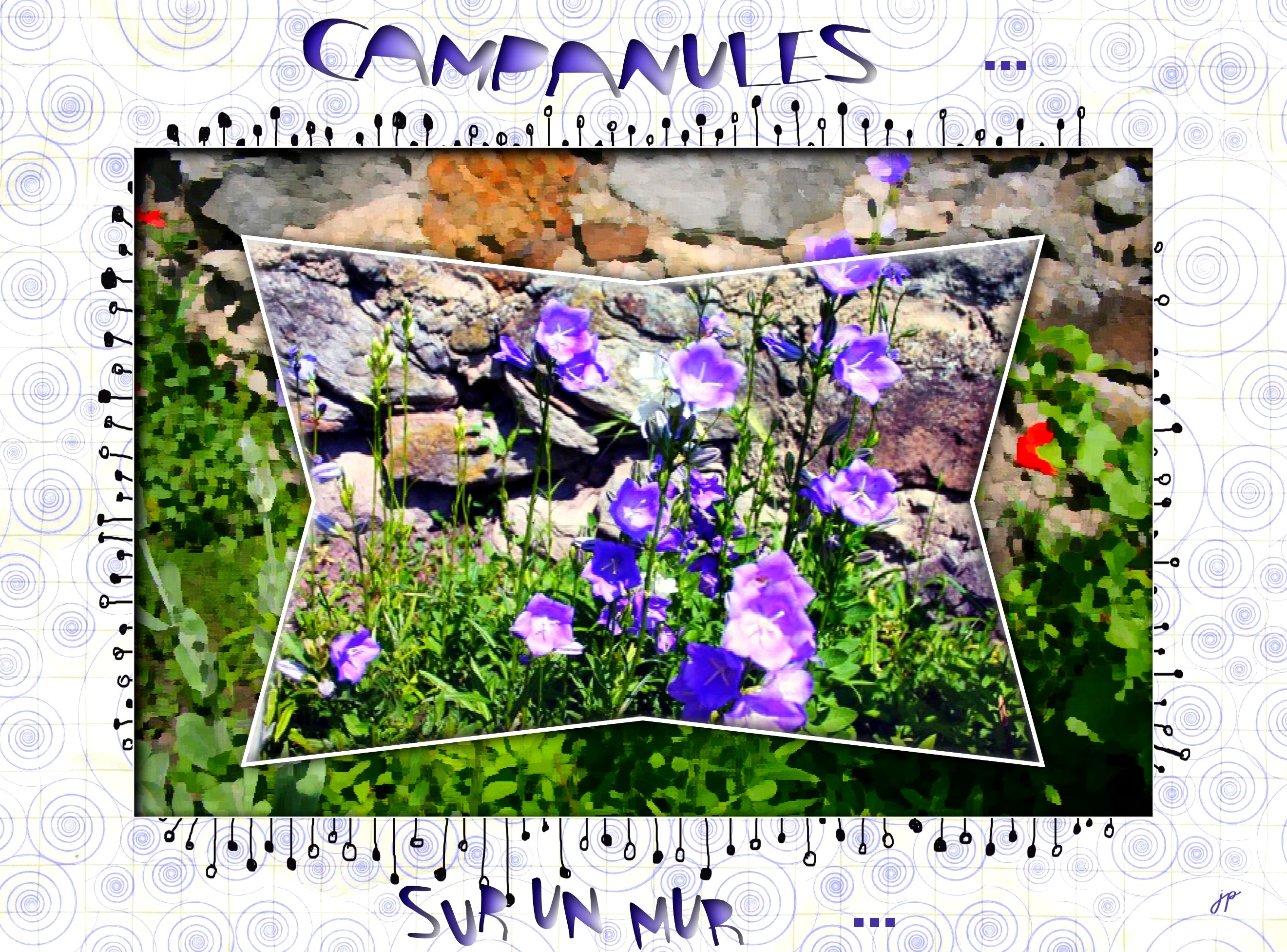 campanules sur un mur.jpg