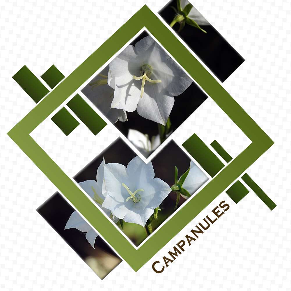 CAMPANULES
