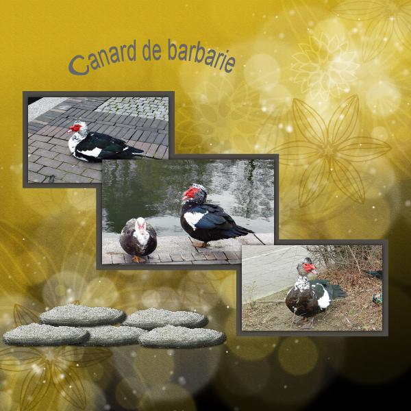 Canard de barbarie