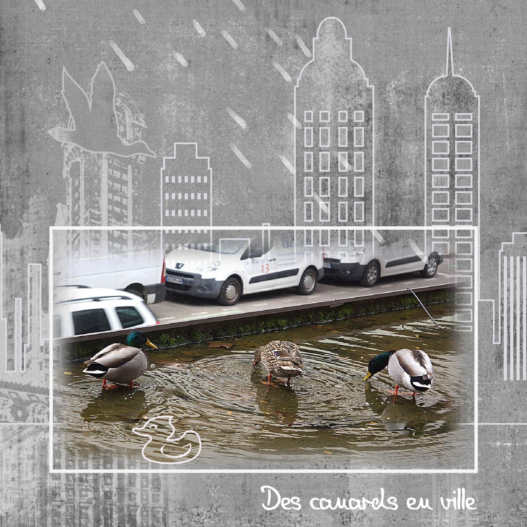 Canards en ville.jpg