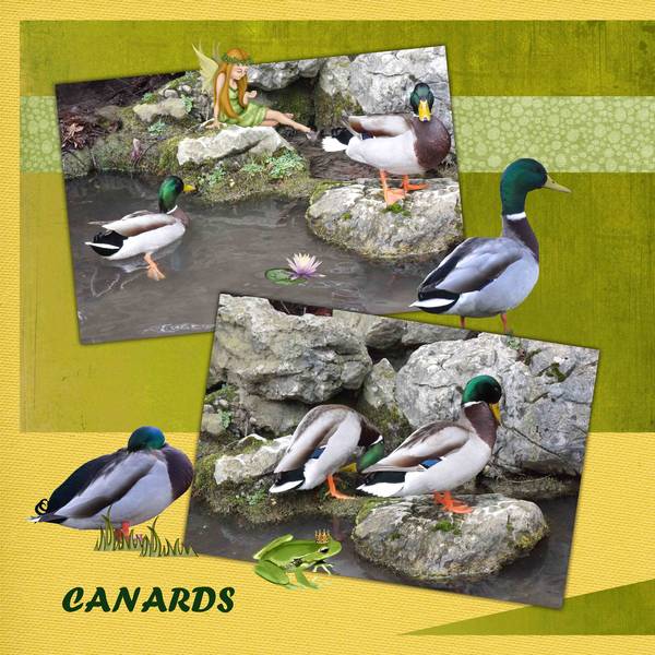 canards