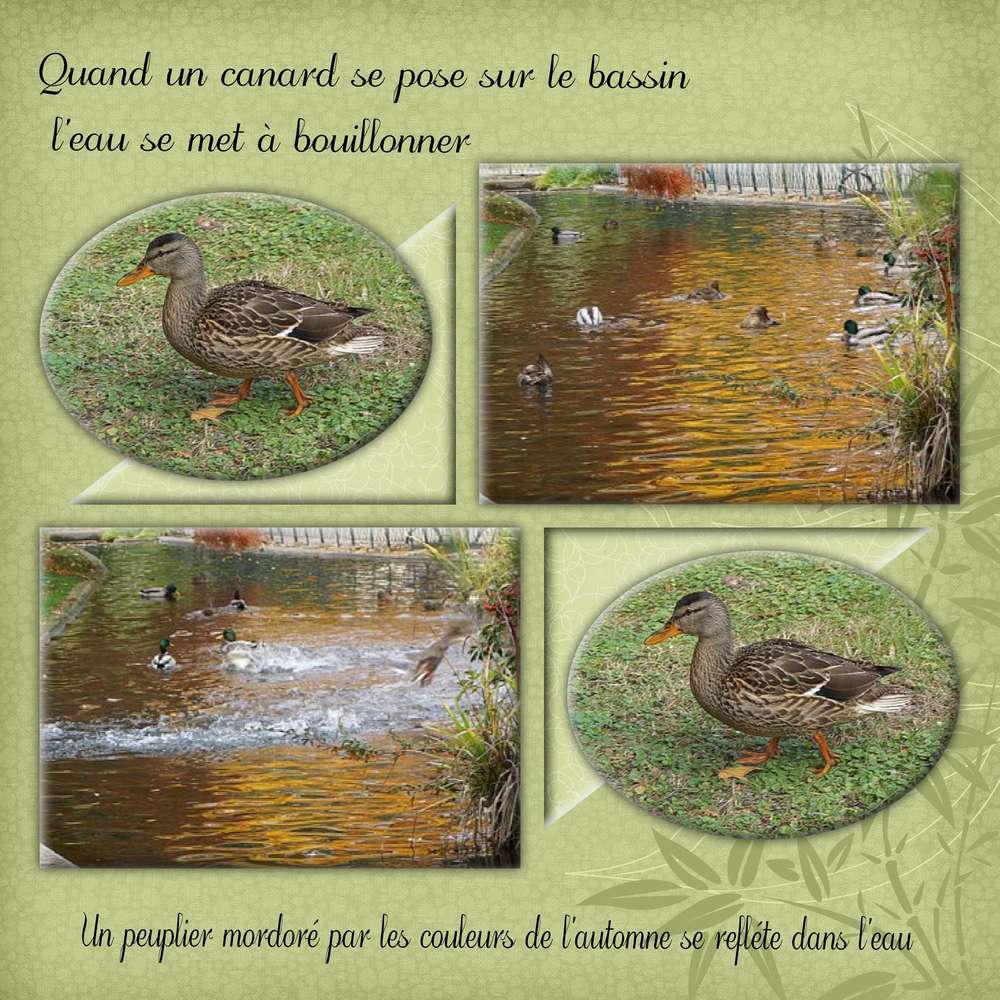 Canards