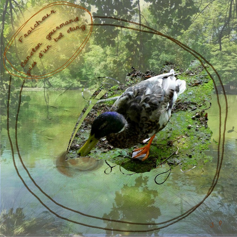 caneton gourmand .jpg