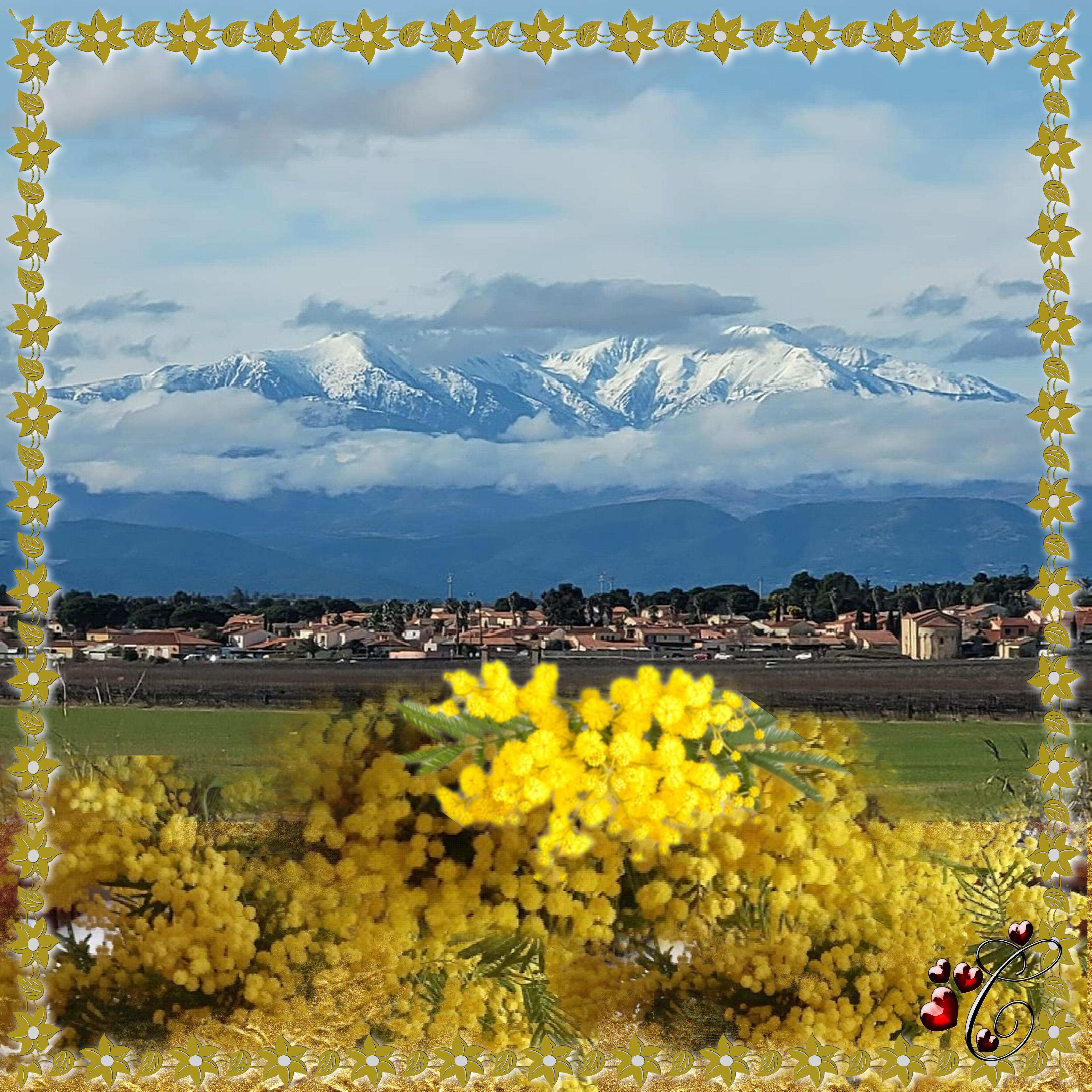 CANIGO ET MIMOSA.jpg