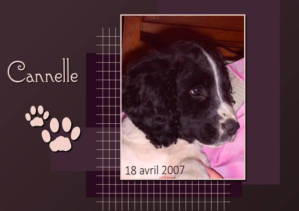 CANNELLE - 18 AVRIL 2007