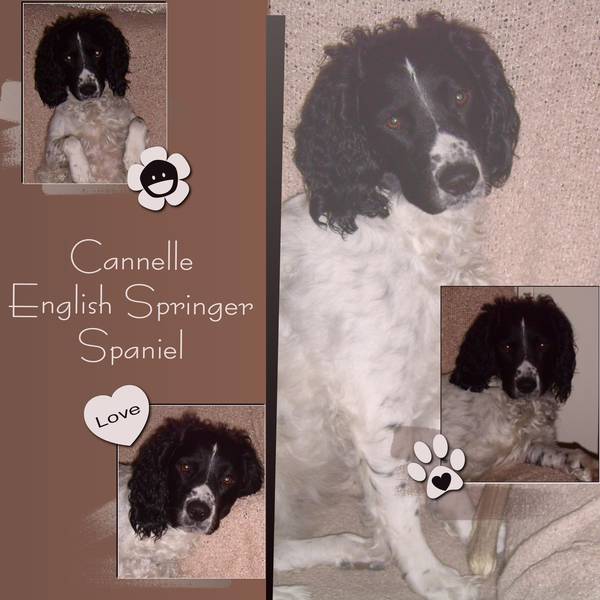 CANNELLE - ENGLISH SPRINGER SPANIEL