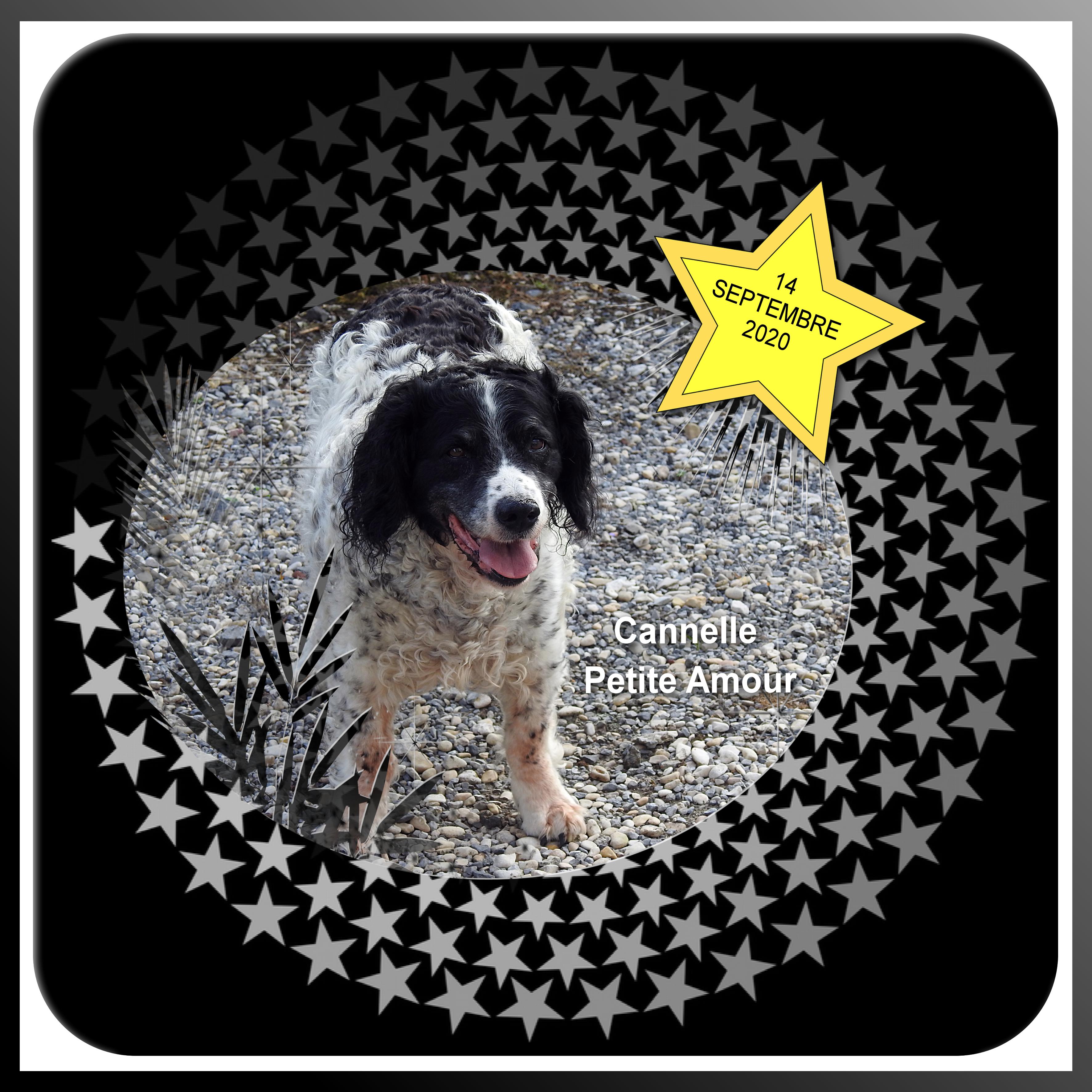 CANNELLE - PETITE AMOUR.jpg