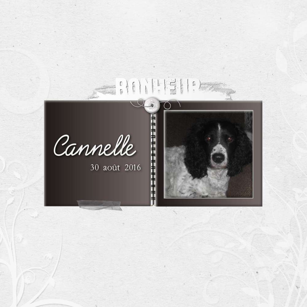 CANNELLE