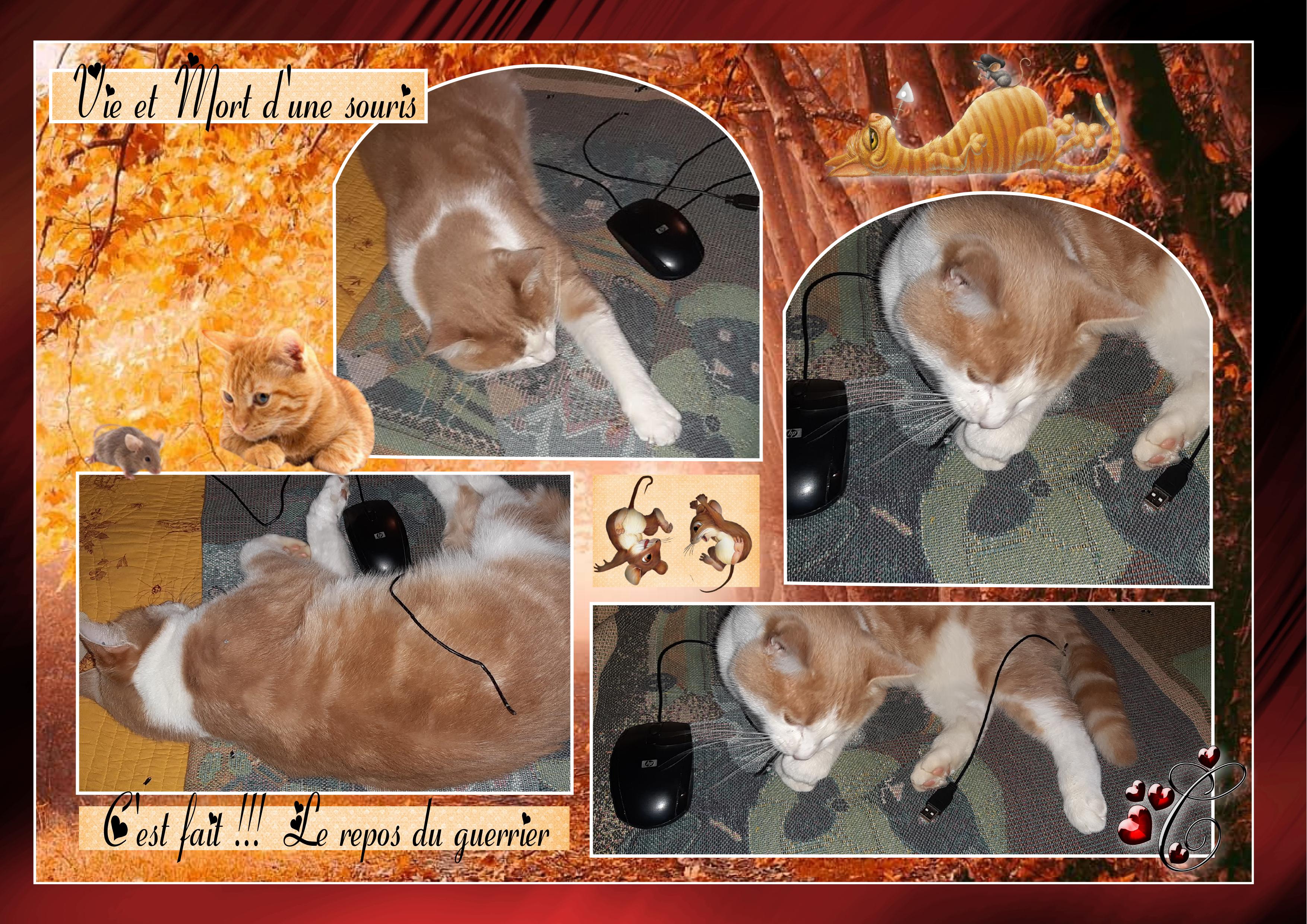 Caramel   "vie et mort d'une souris "  .jpg