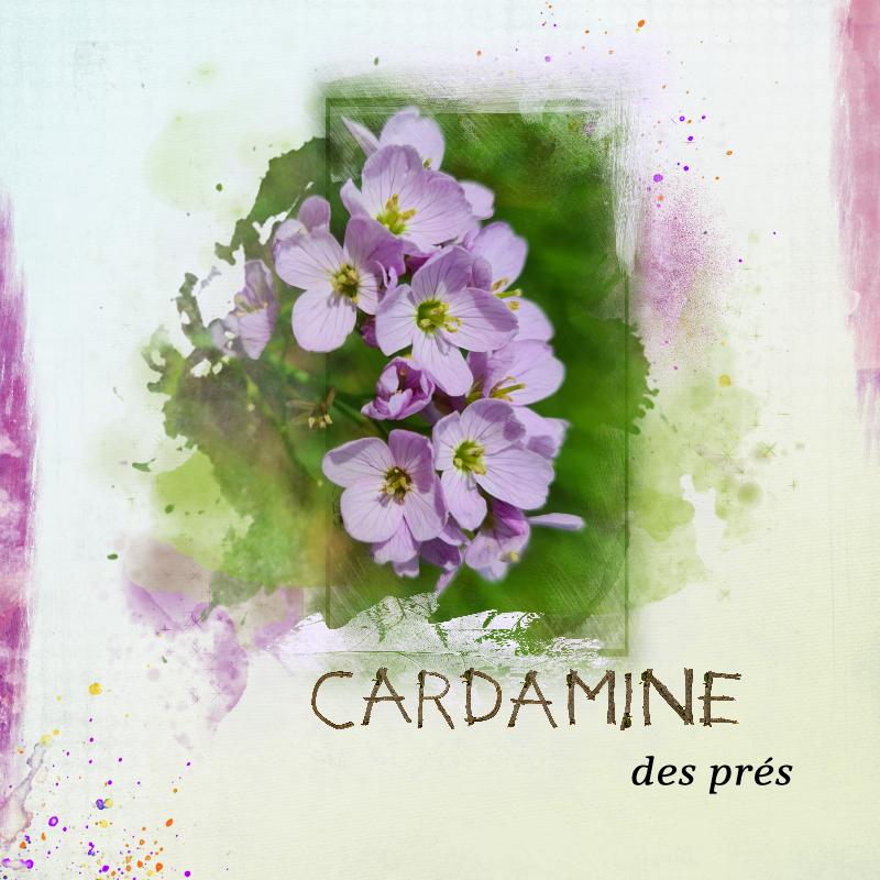 cardamine 2022.jpg