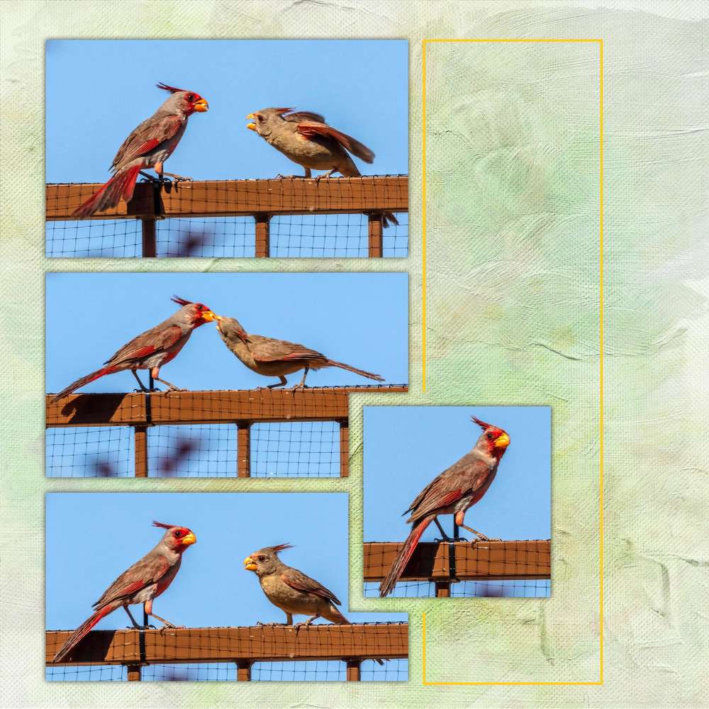 Cardinal Pyrrhuloxia