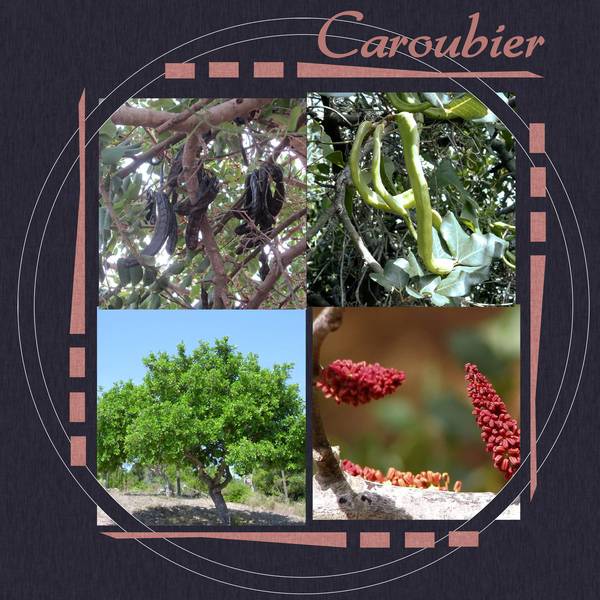 caroubier