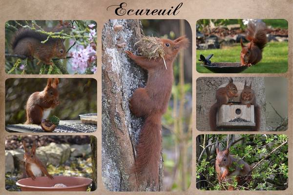 carte_ecureuil2