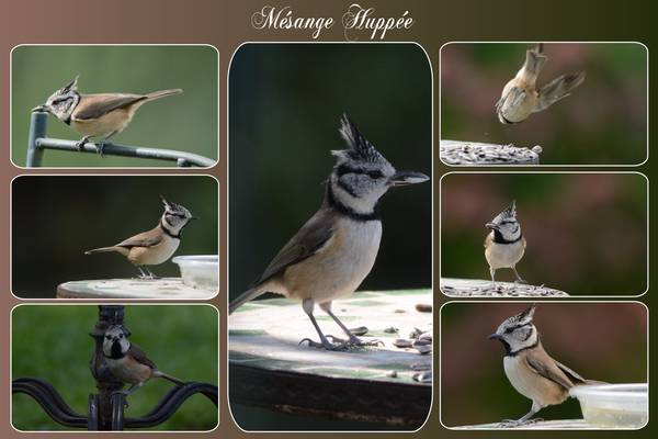 Carte_M__sange_Hupp__e