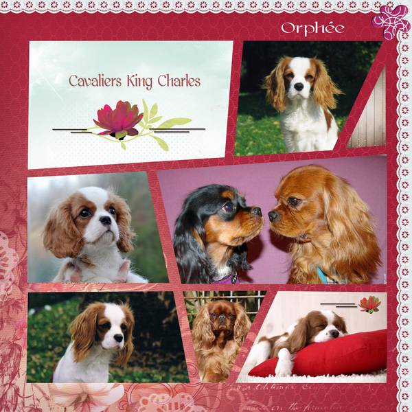 Cavaliers_King_Charles