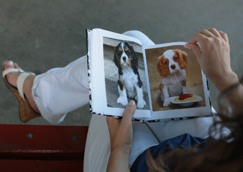 Cavaliers_King_Charles